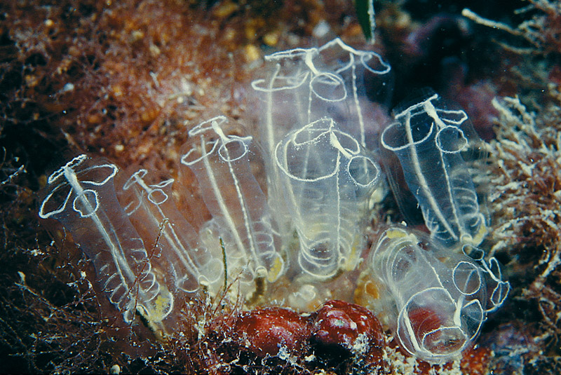 Clavelina lepadiformis e Clavelina dellavallei